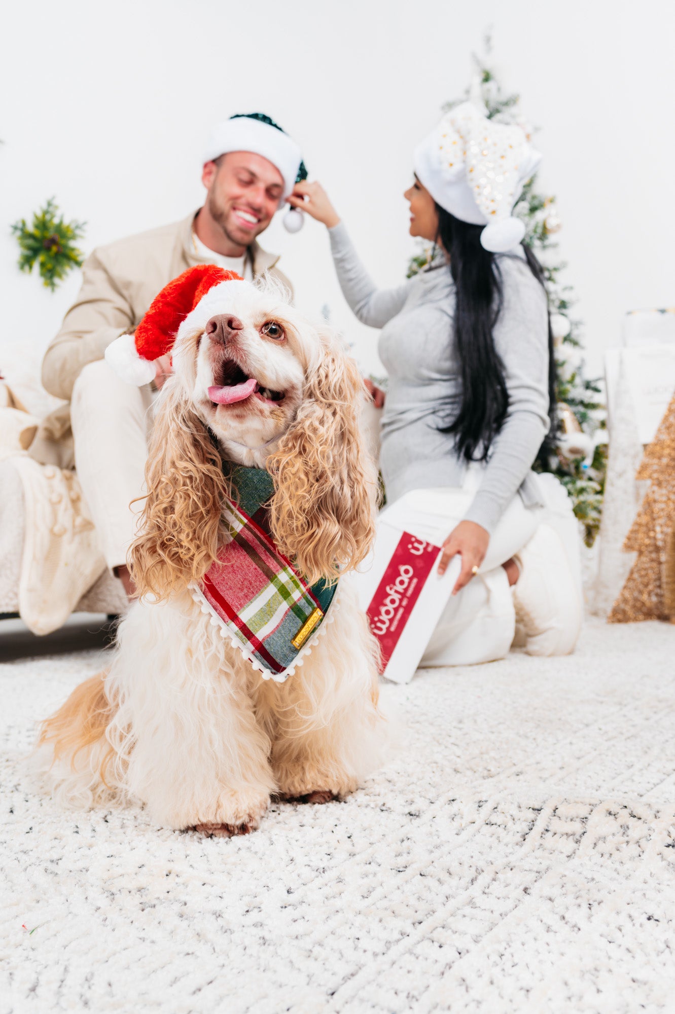 7 Tips for Taking Stunning Christmas Photos of Your Dog