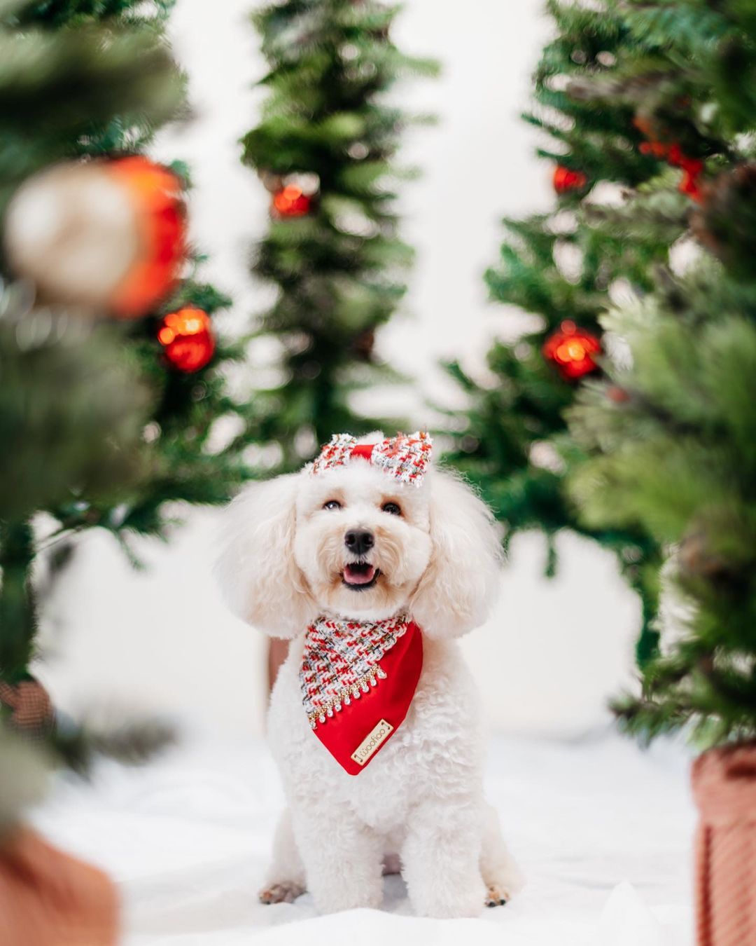 Christmas Dream for Her Bandana