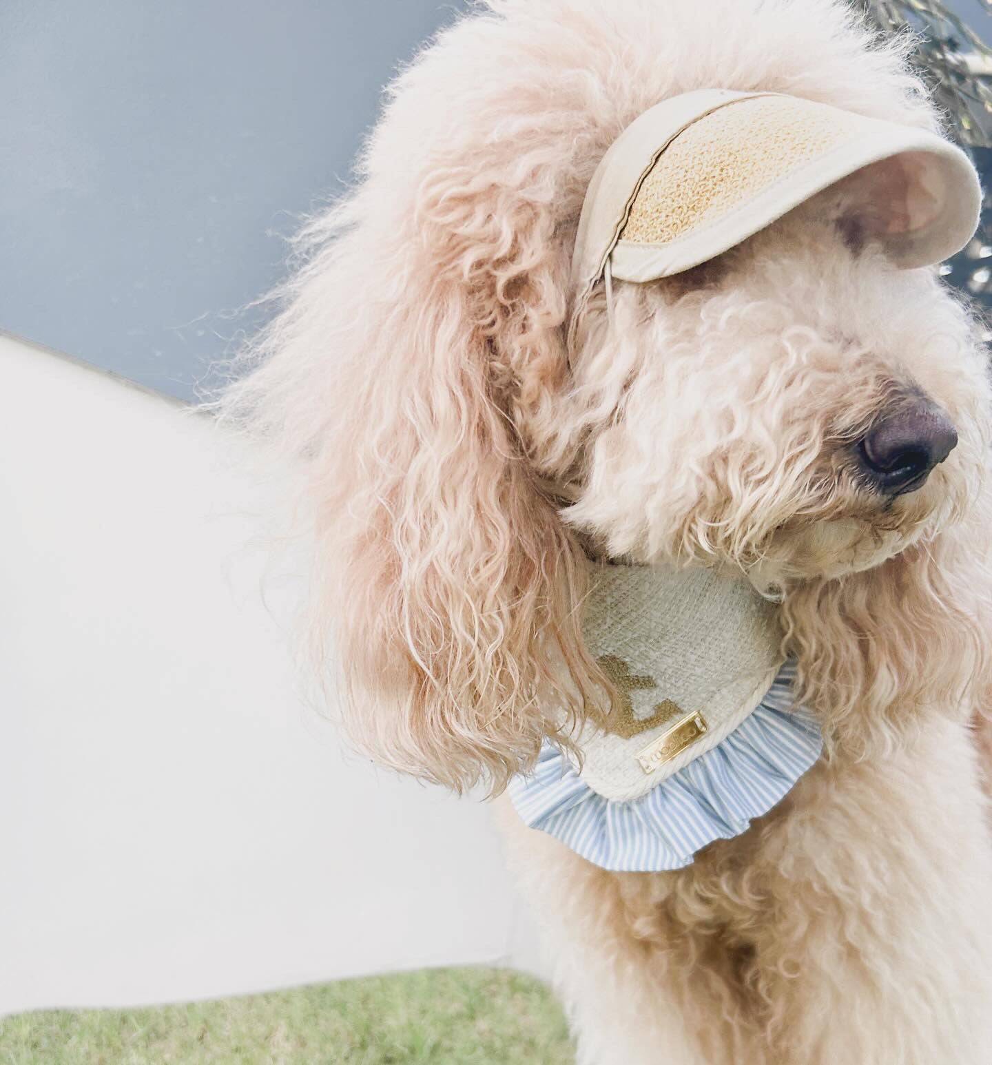 Summer Visor Hat for Dogs - Woofiao