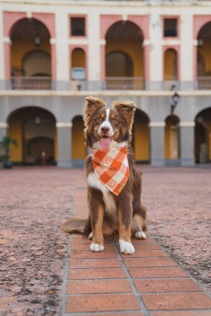 Pumpkin Patch Bandana - Woofiao