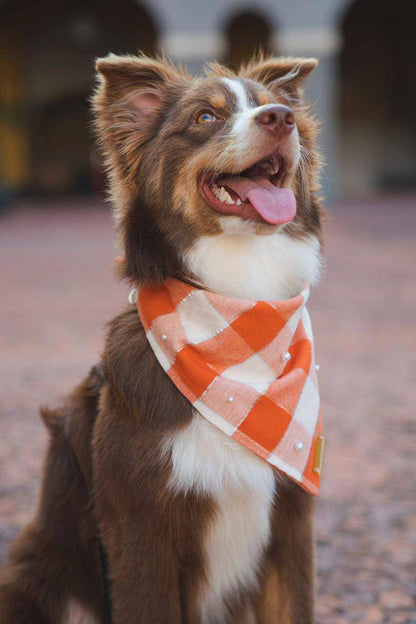 Pumpkin Patch Bandana - Woofiao